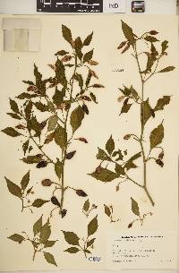 Capsicum chinense image
