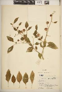 Capsicum chinense image