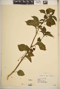 Capsicum chinense image