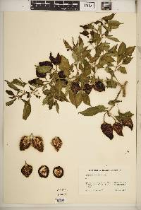 Capsicum chinense image