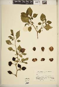 Capsicum chinense image