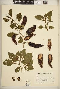 Capsicum chinense image