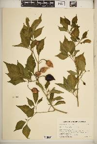 Capsicum chinense image