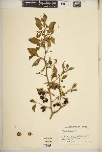 Capsicum chinense image
