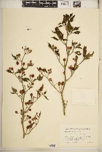 Capsicum chinense image