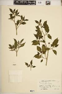 Capsicum chinense image