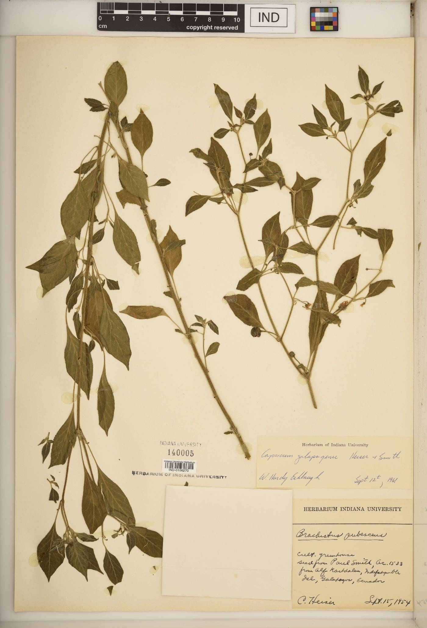 Capsicum galapagense image