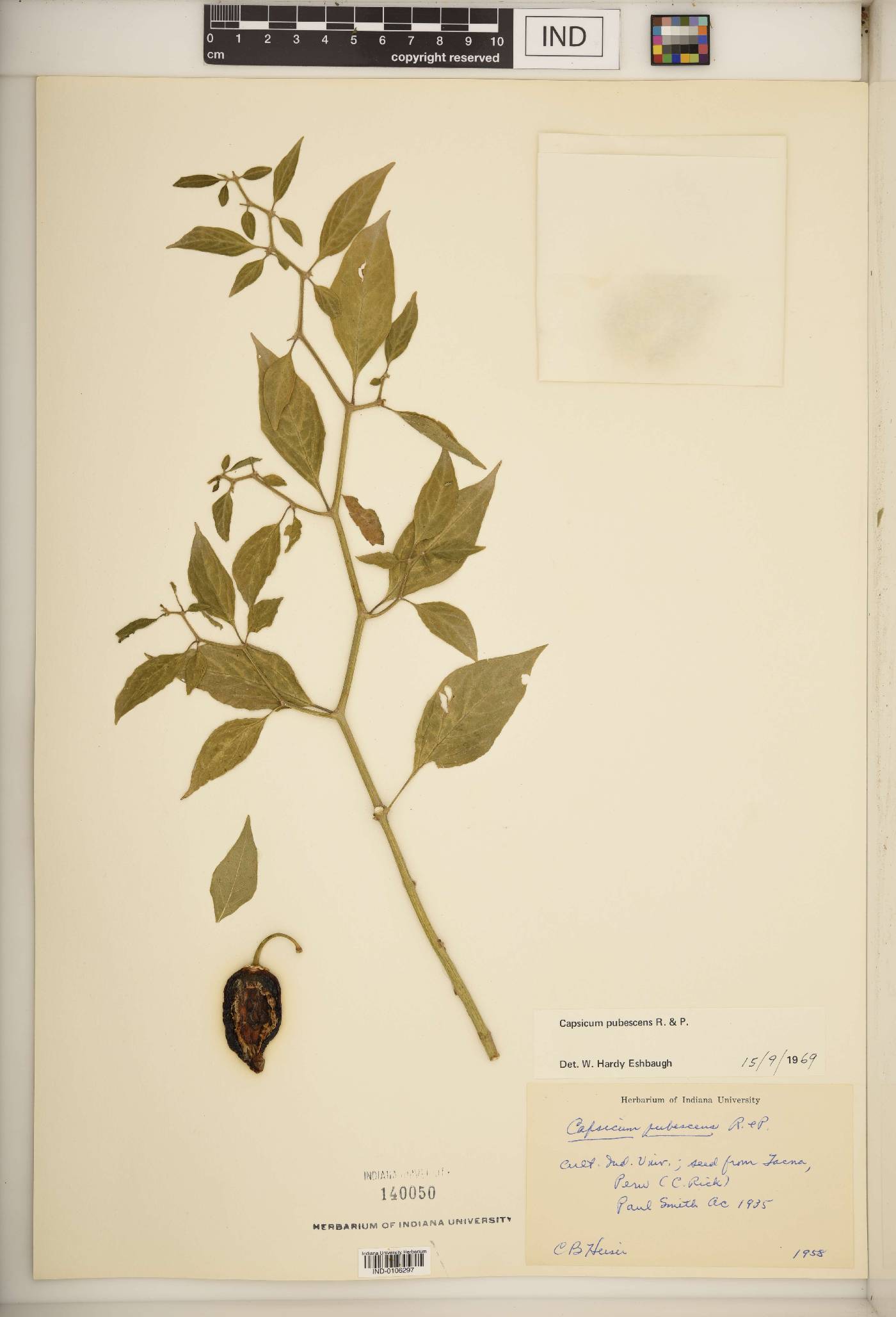 Capsicum pubescens image