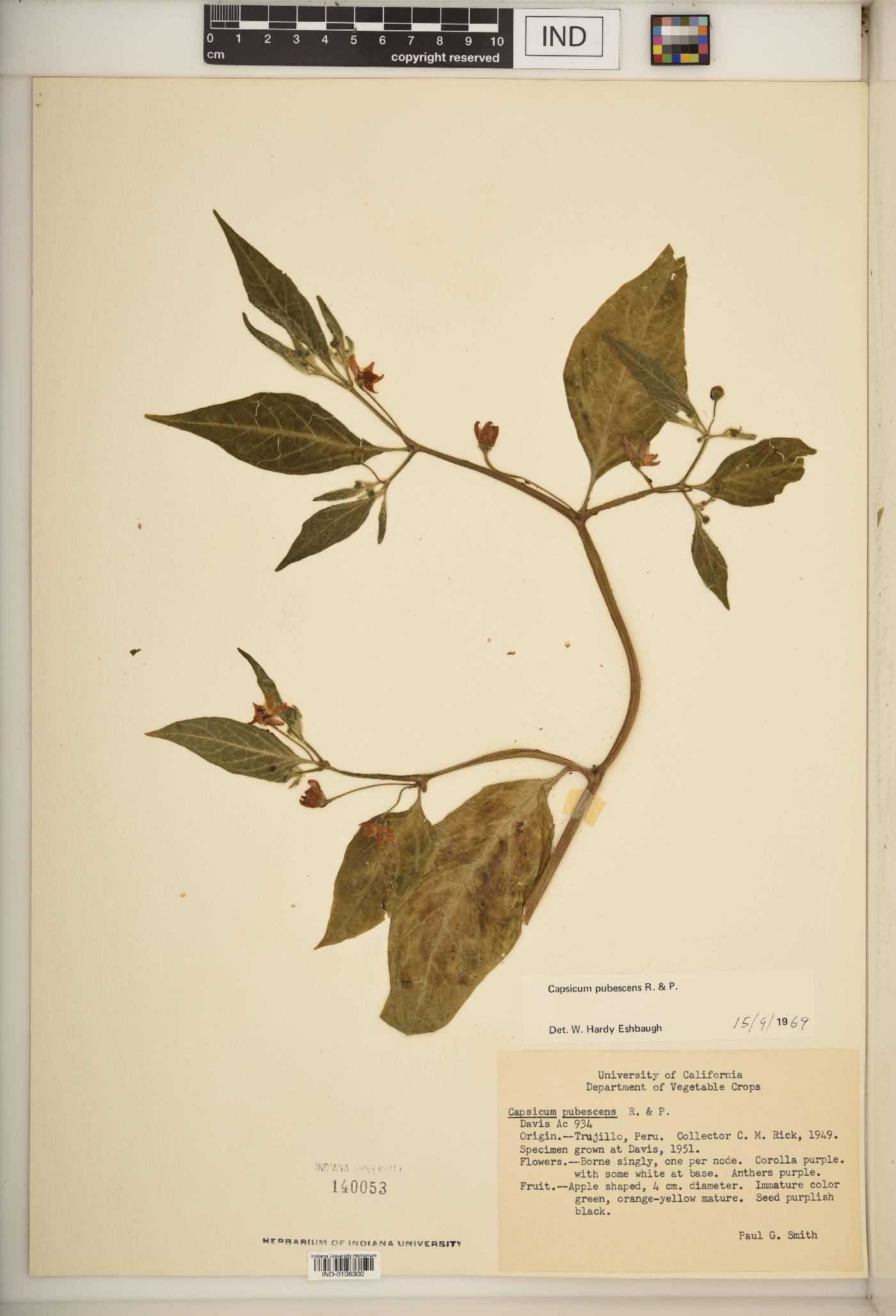 Capsicum pubescens image