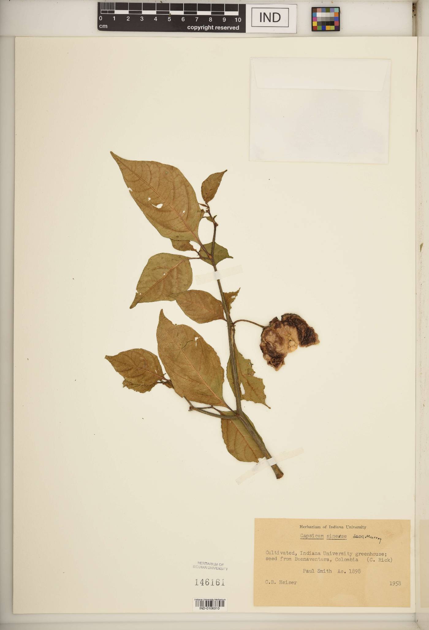 Capsicum sinense image