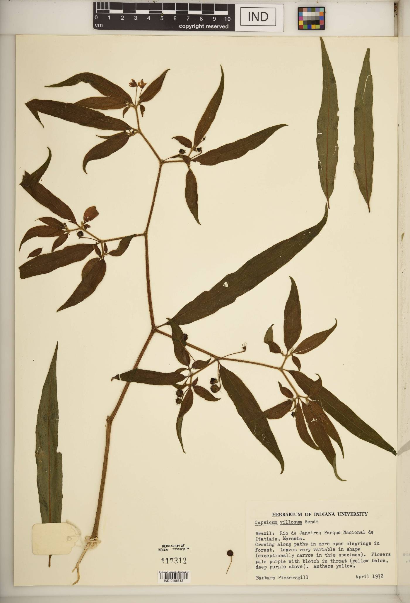 Capsicum villosum image