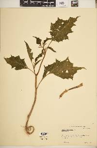 Datura stramonium image