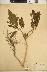 Datura stramonium image