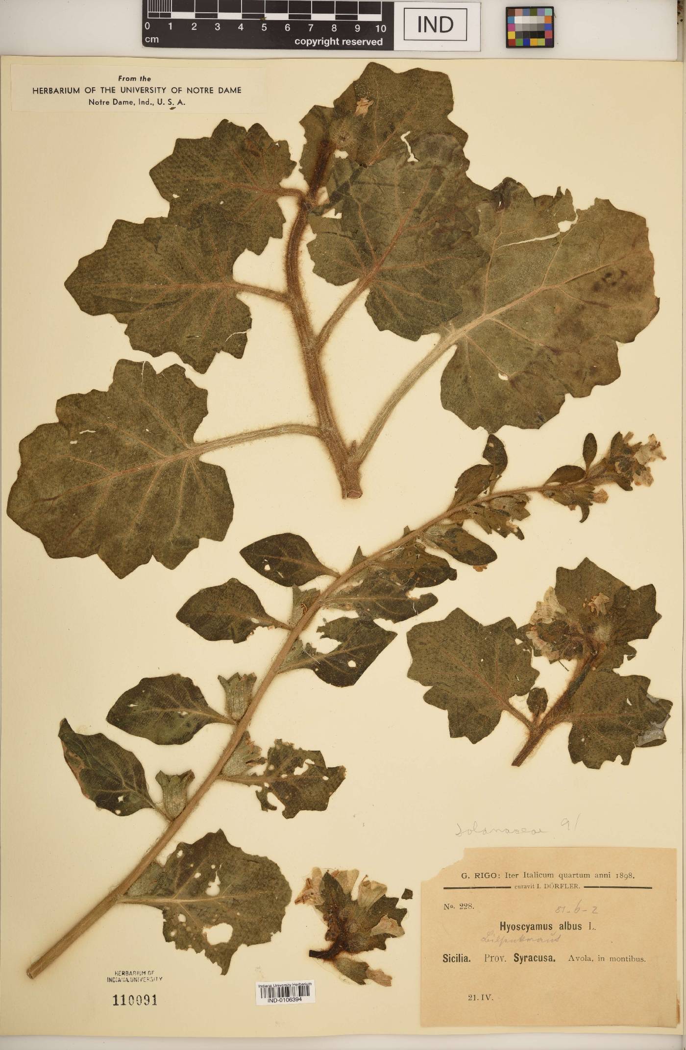 Hyoscyamus albus image