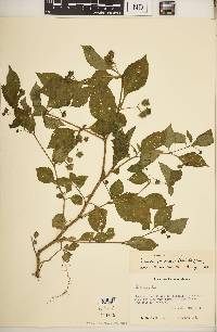 Jaltomata procumbens image