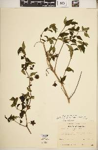 Jaltomata viridiflora image