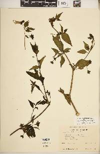 Jaltomata viridiflora image