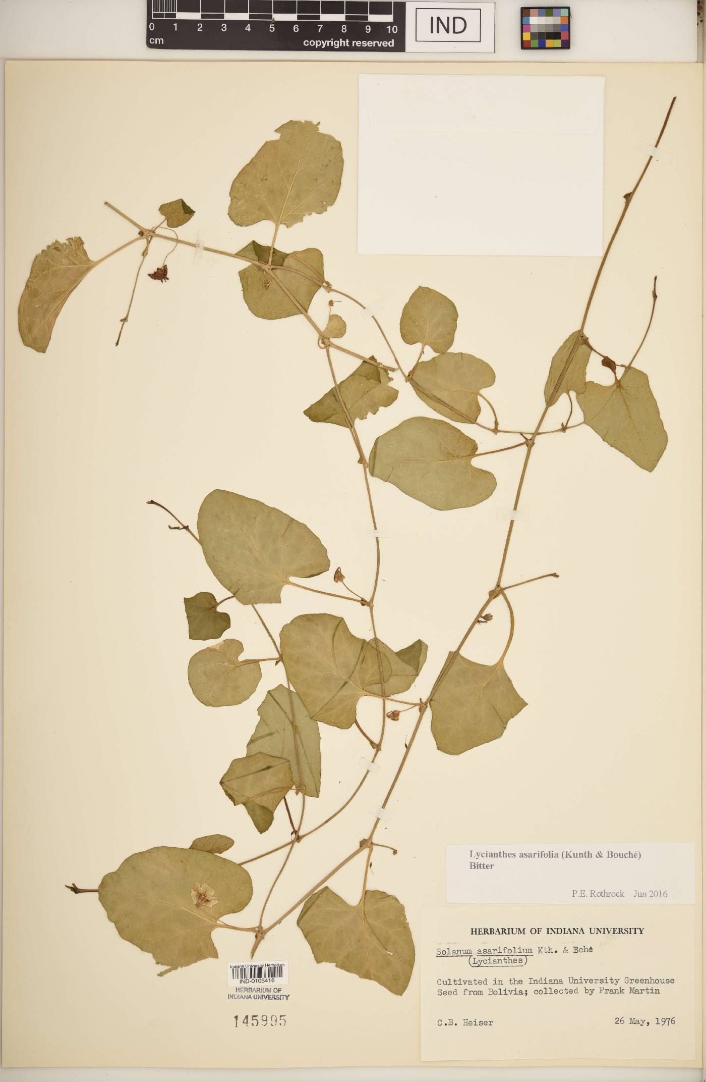 Lycianthes asarifolia image