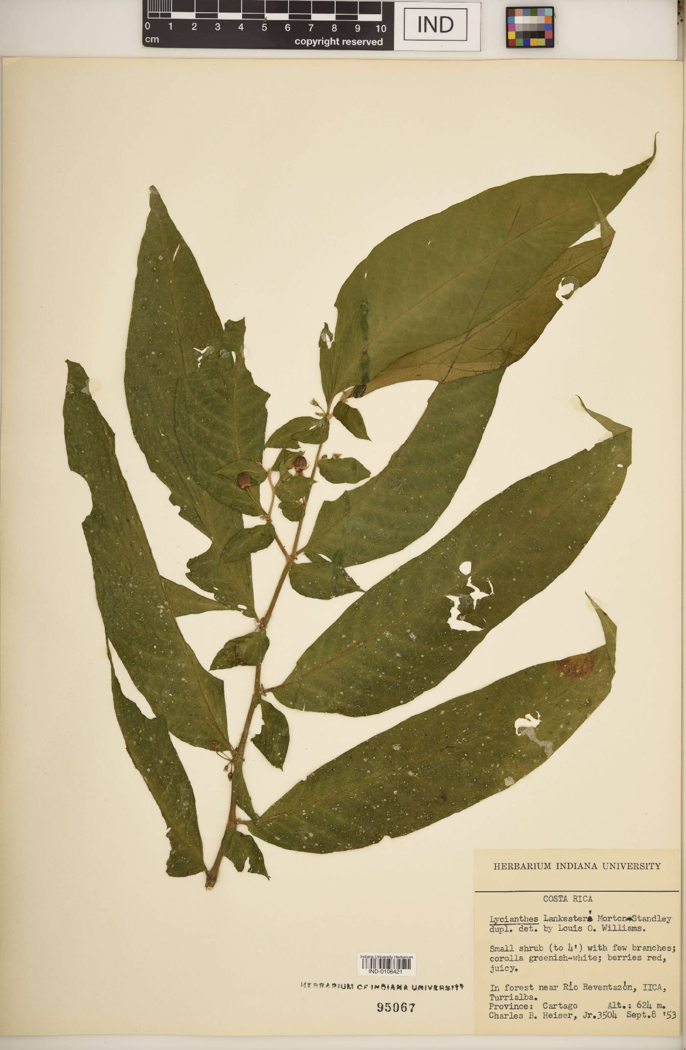Lycianthes lankesteri image