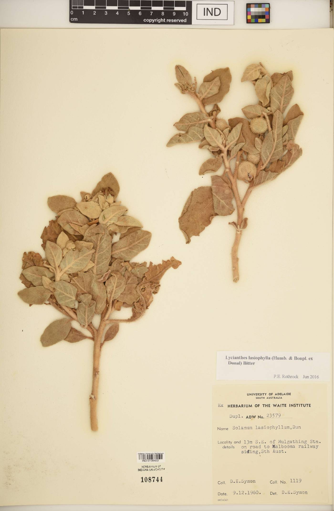 Lycianthes lasiophylla image