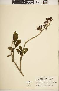 Lycianthes storkii image
