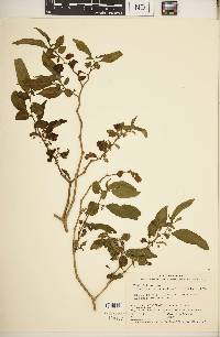 Lycianthes synanthera image