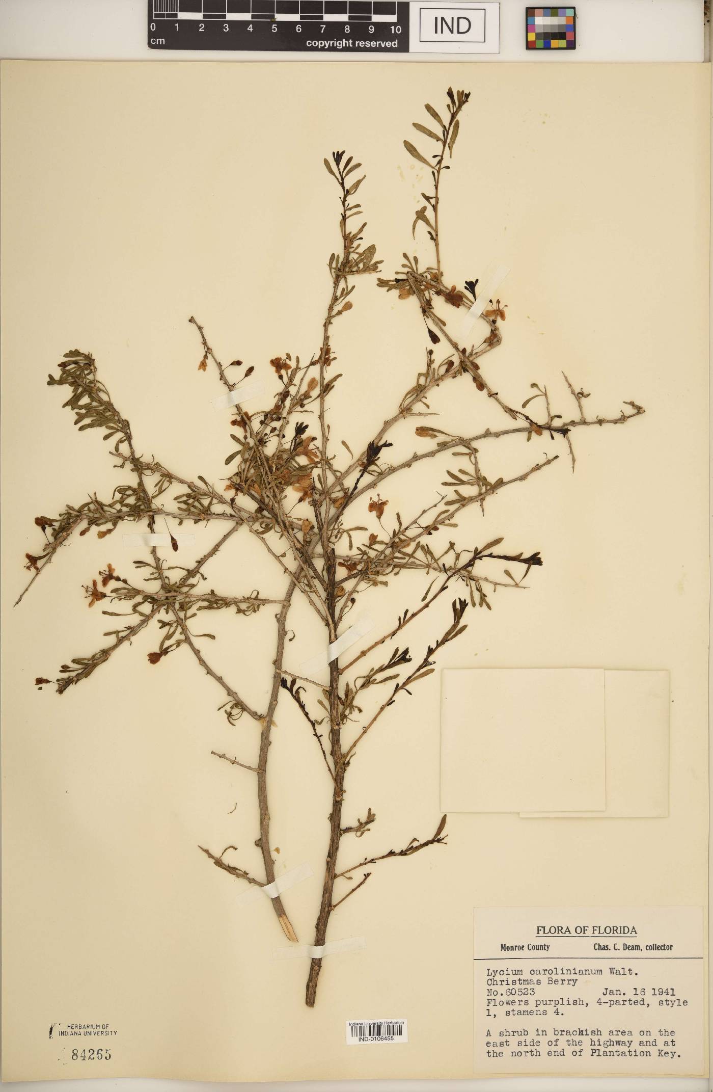Lycium carolinianum image