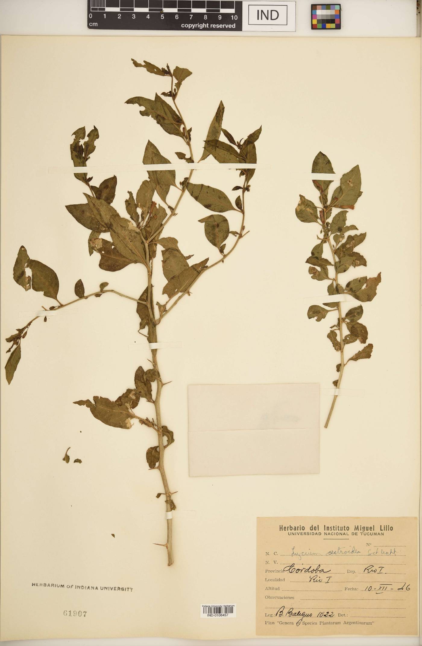 Lycium cestroides image