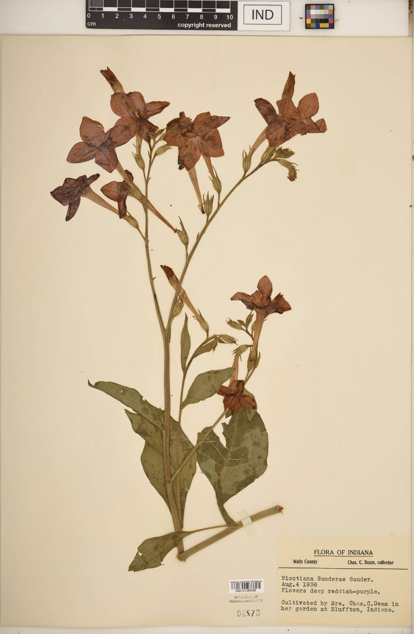Nicotiana × sanderae image