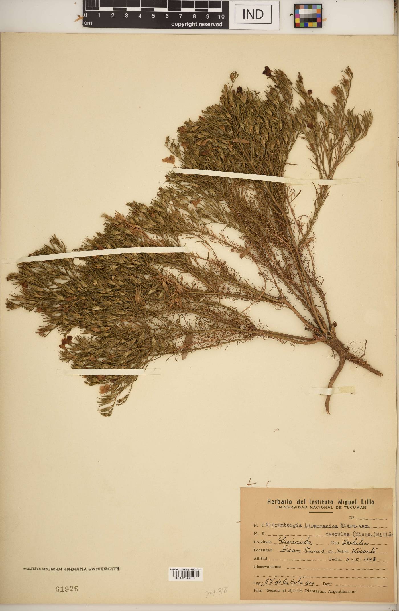Nierembergia hippomanica var. caerulea image