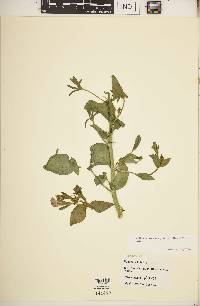 Petunia × atkinsiana image