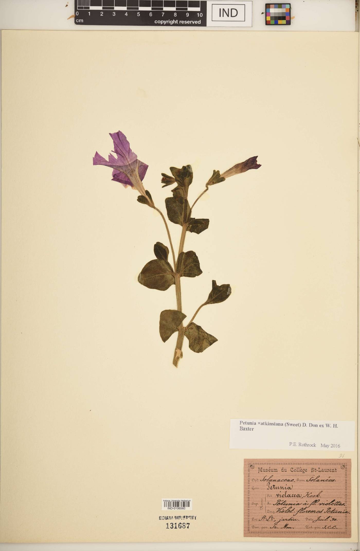 Petunia × atkinsiana image