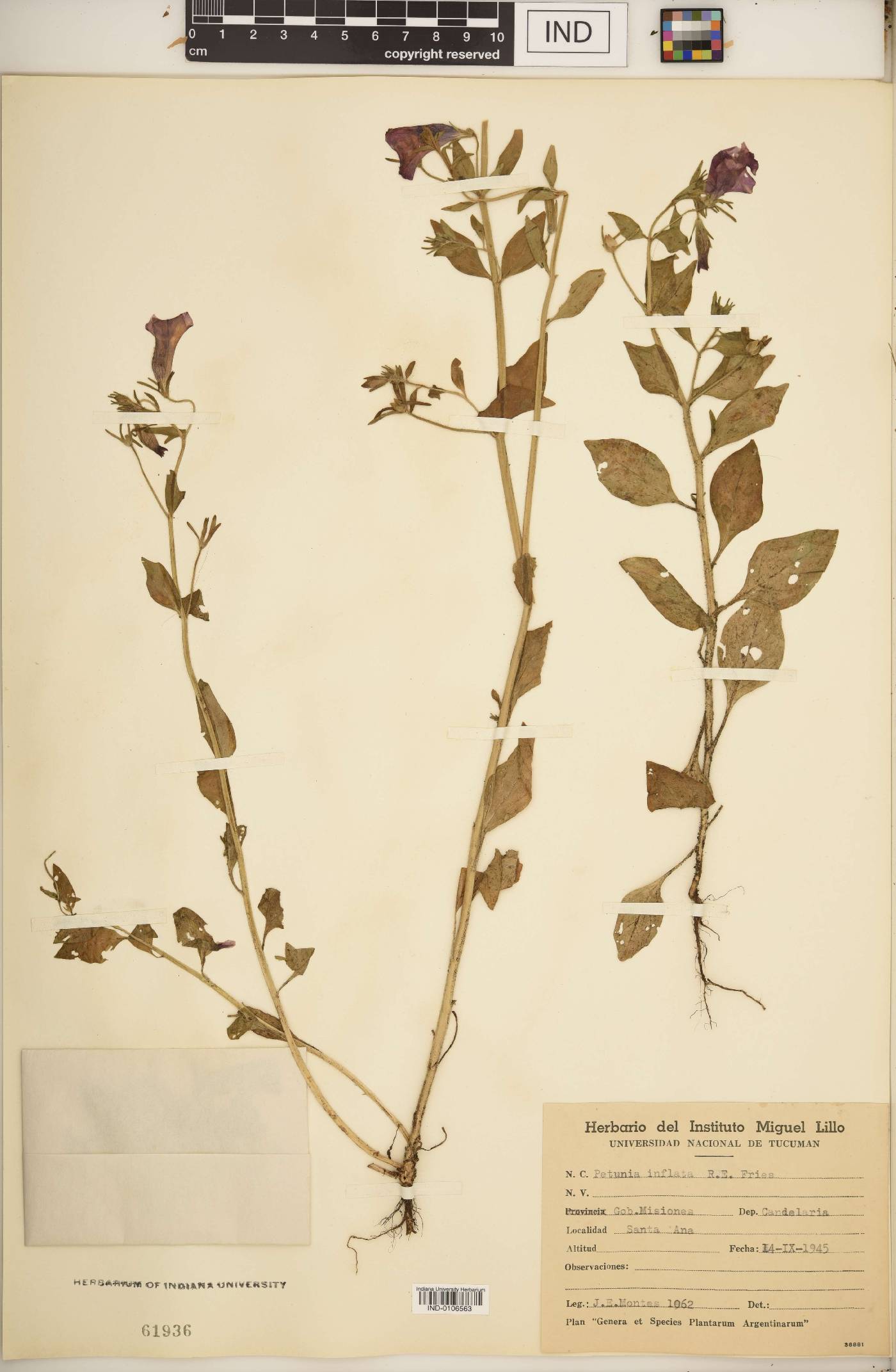 Petunia inflata image