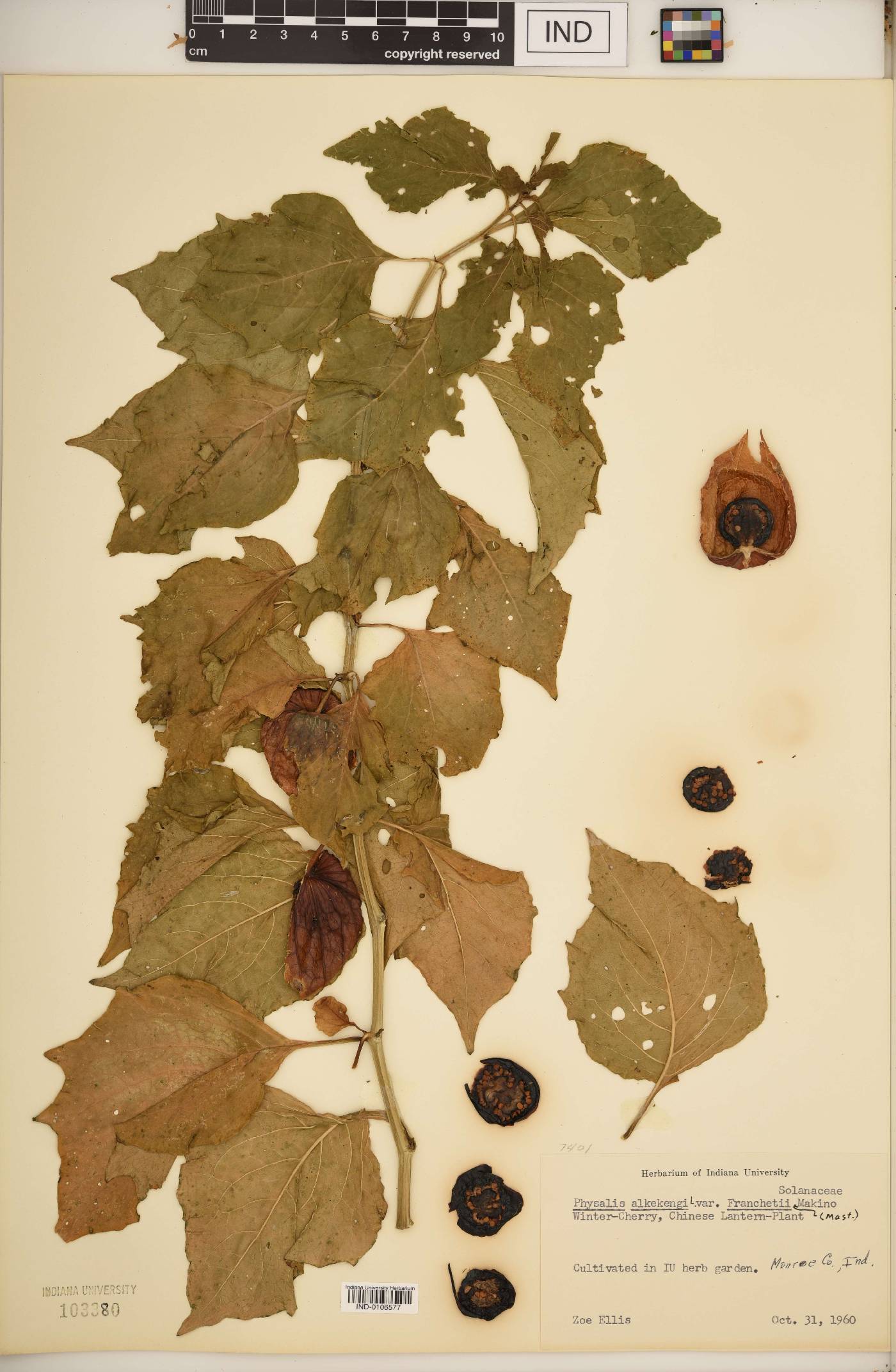 Physalis alkekengi var. franchetii image