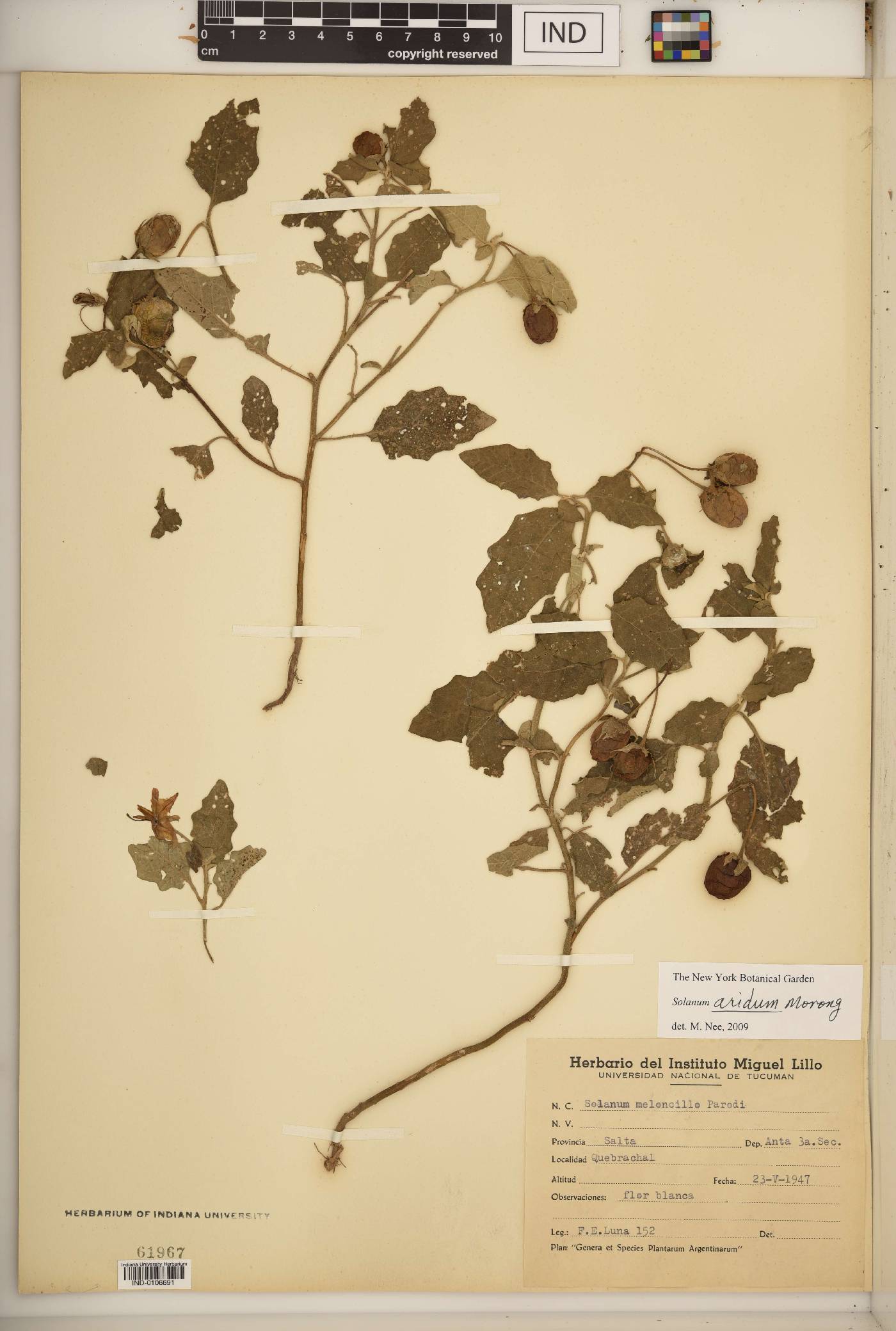 Solanum aridum image