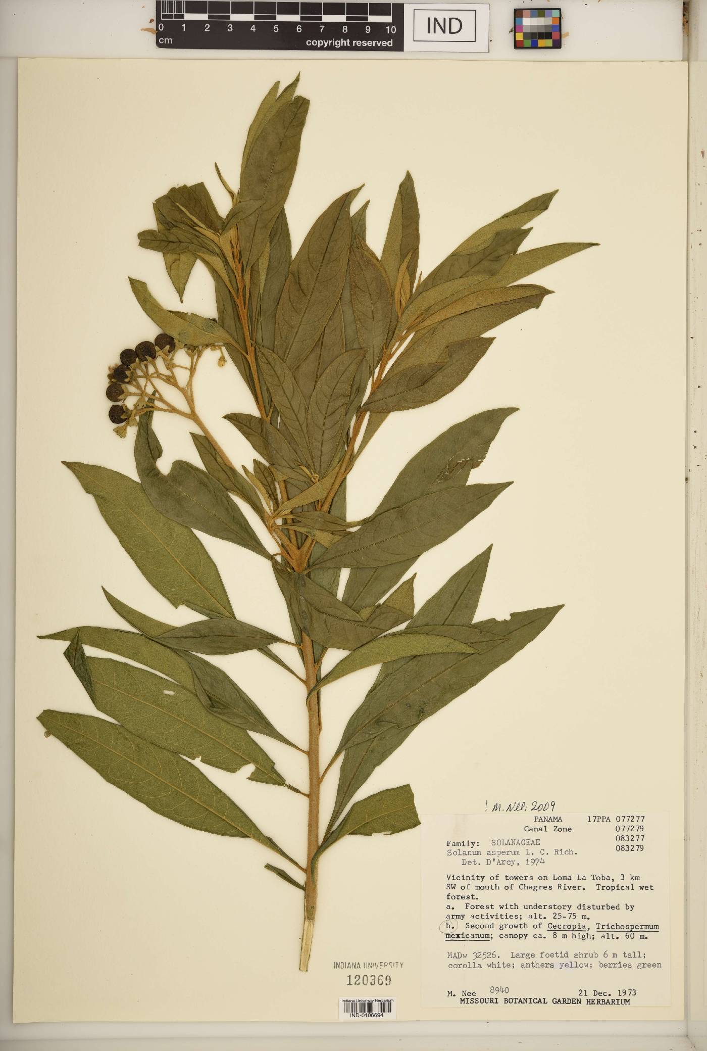 Solanum asperum image