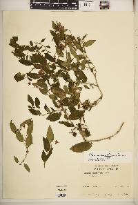 Solanum brevifolium image