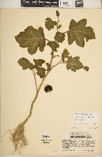 Solanum capsicoides image