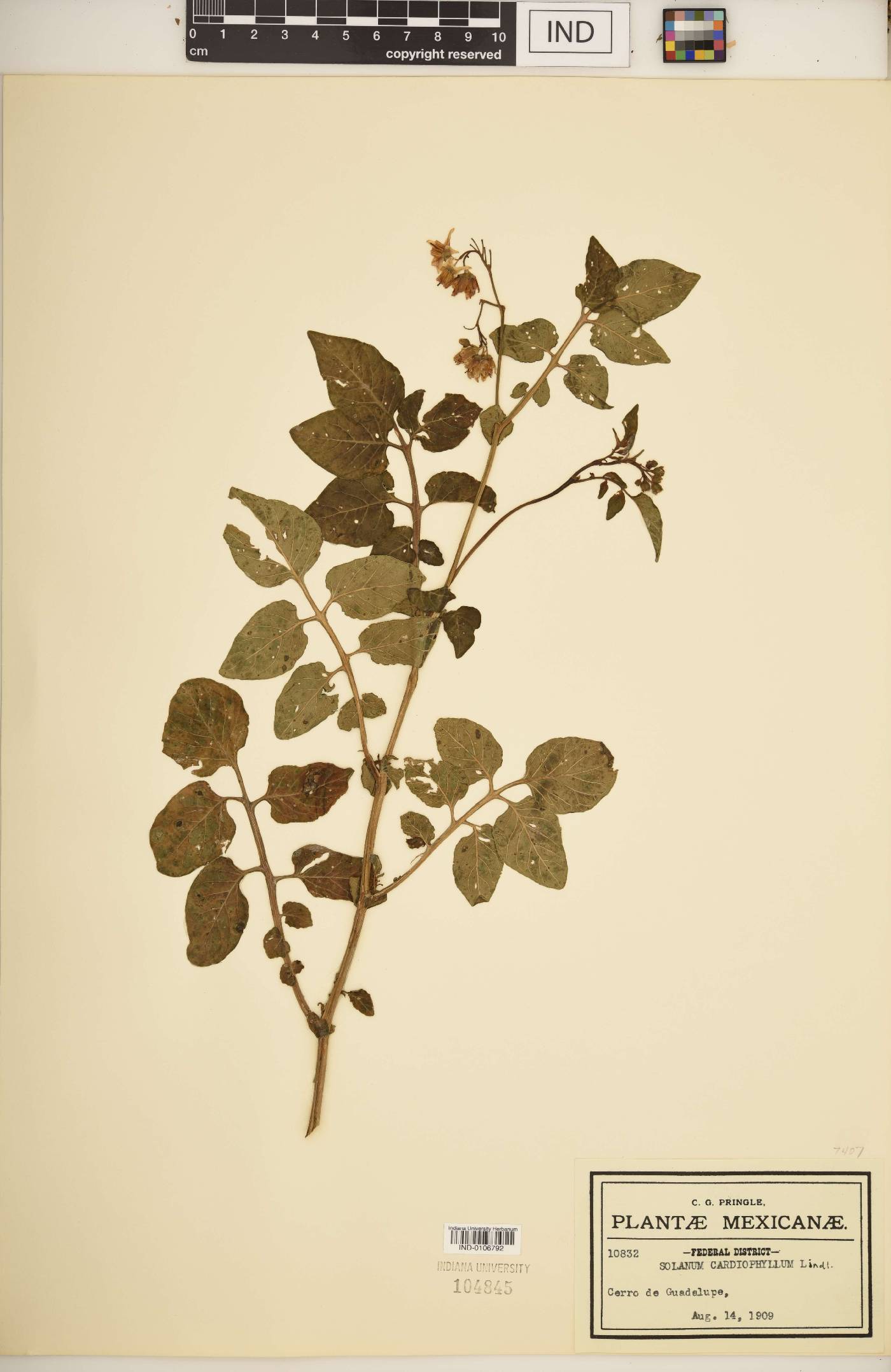 Solanum cardiophyllum image