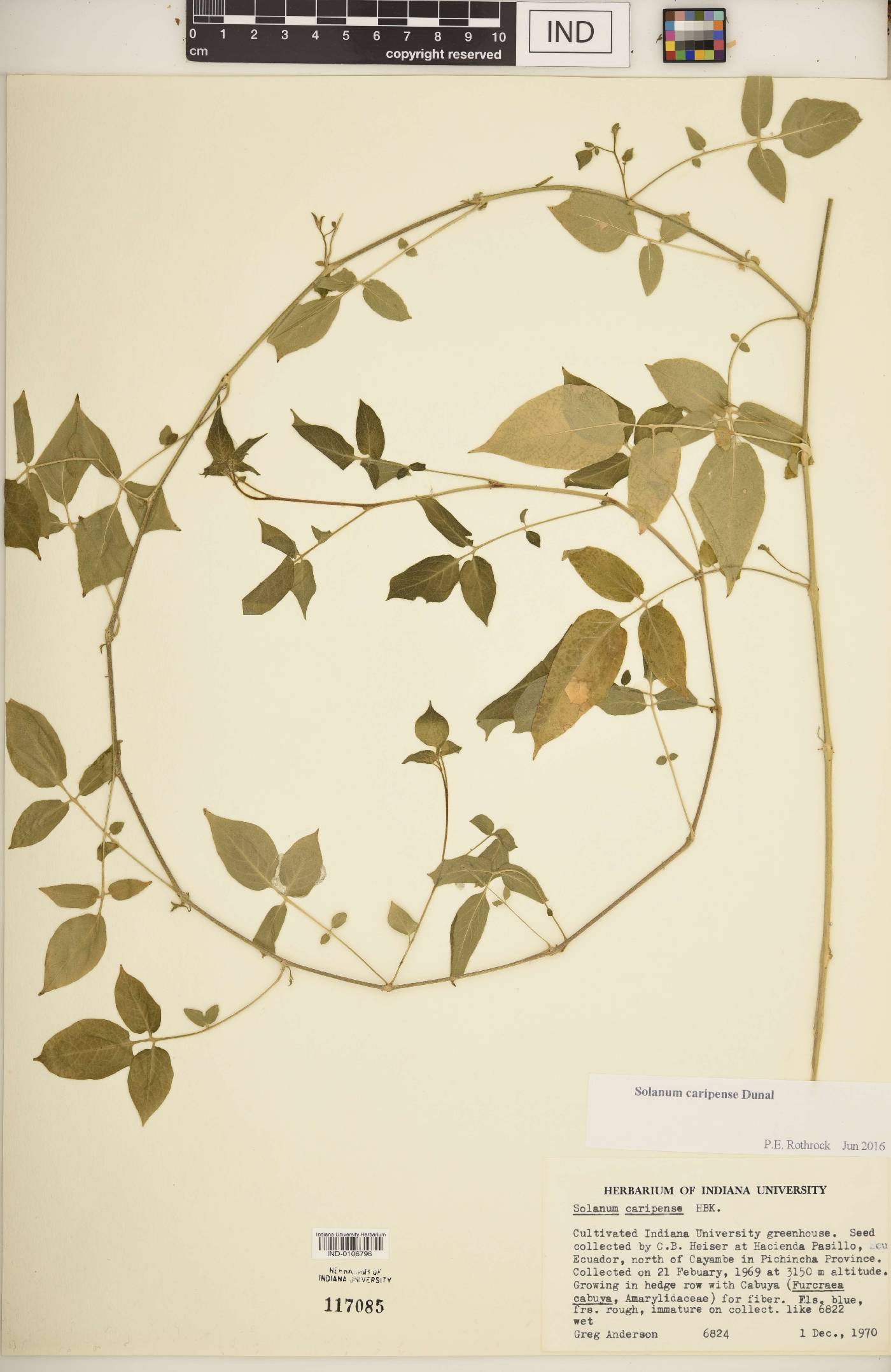 Solanum caripense image