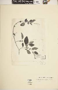 Solanum caripense image