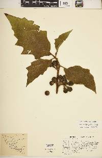 Solanum chrysotrichum image