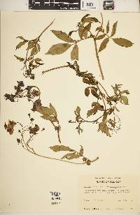 Solanum colombianum image