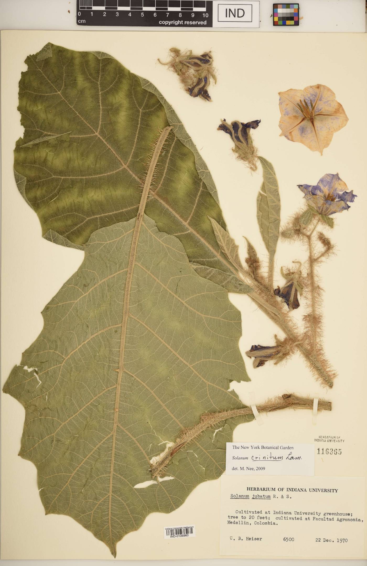 Solanum crinitum image