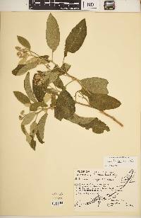 Solanum donianum image