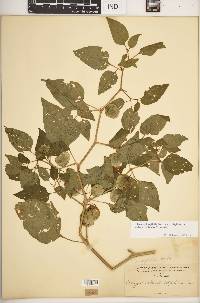 Physalis longifolia var. subglabrata image