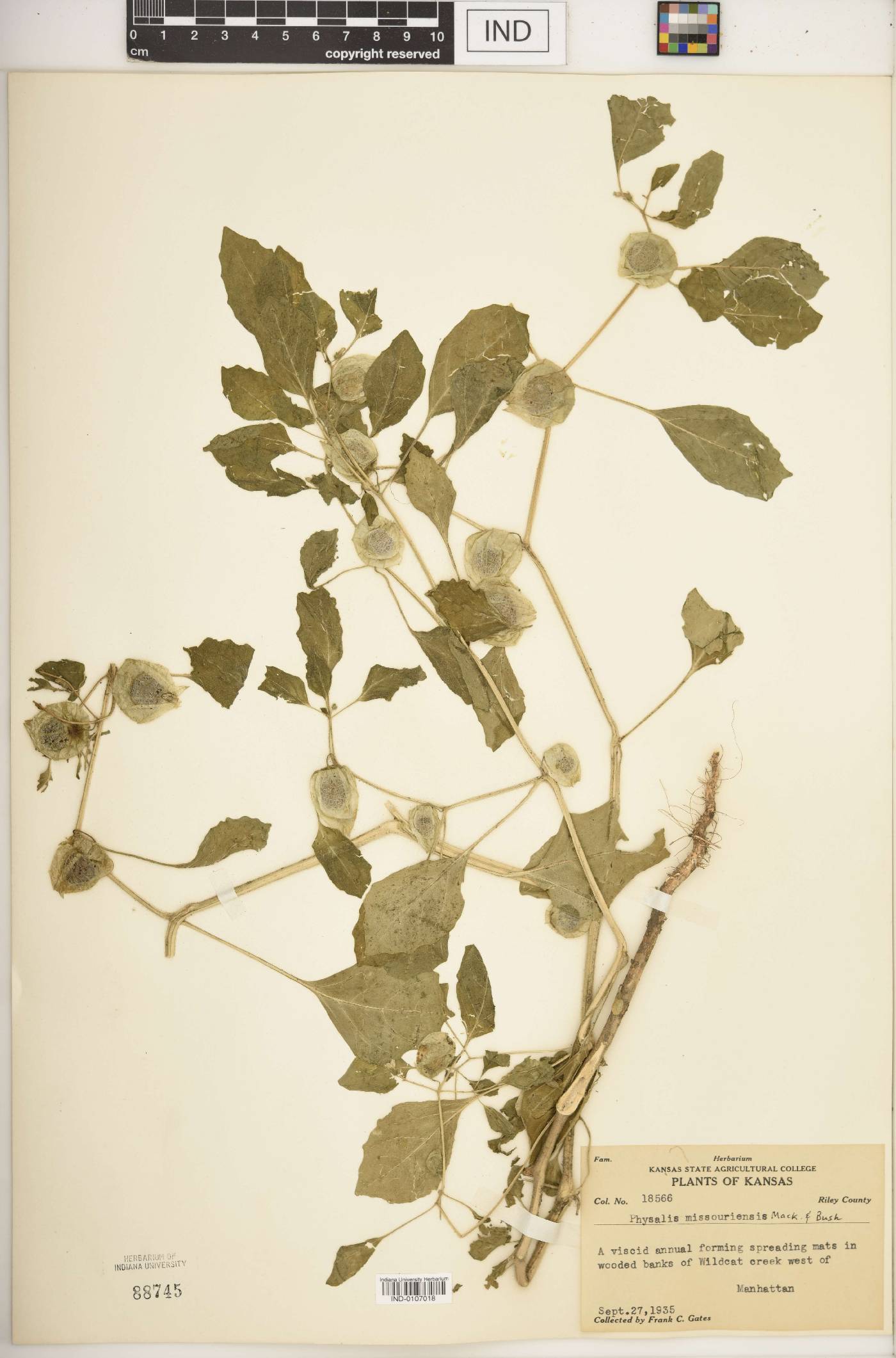 Physalis missouriensis image