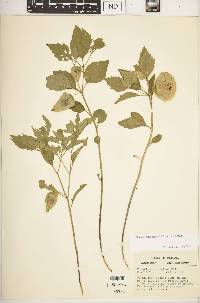 Physalis virginiana image