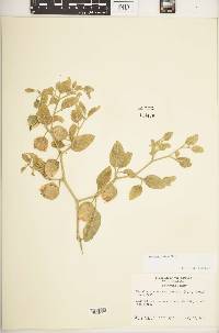 Physalis walteri image