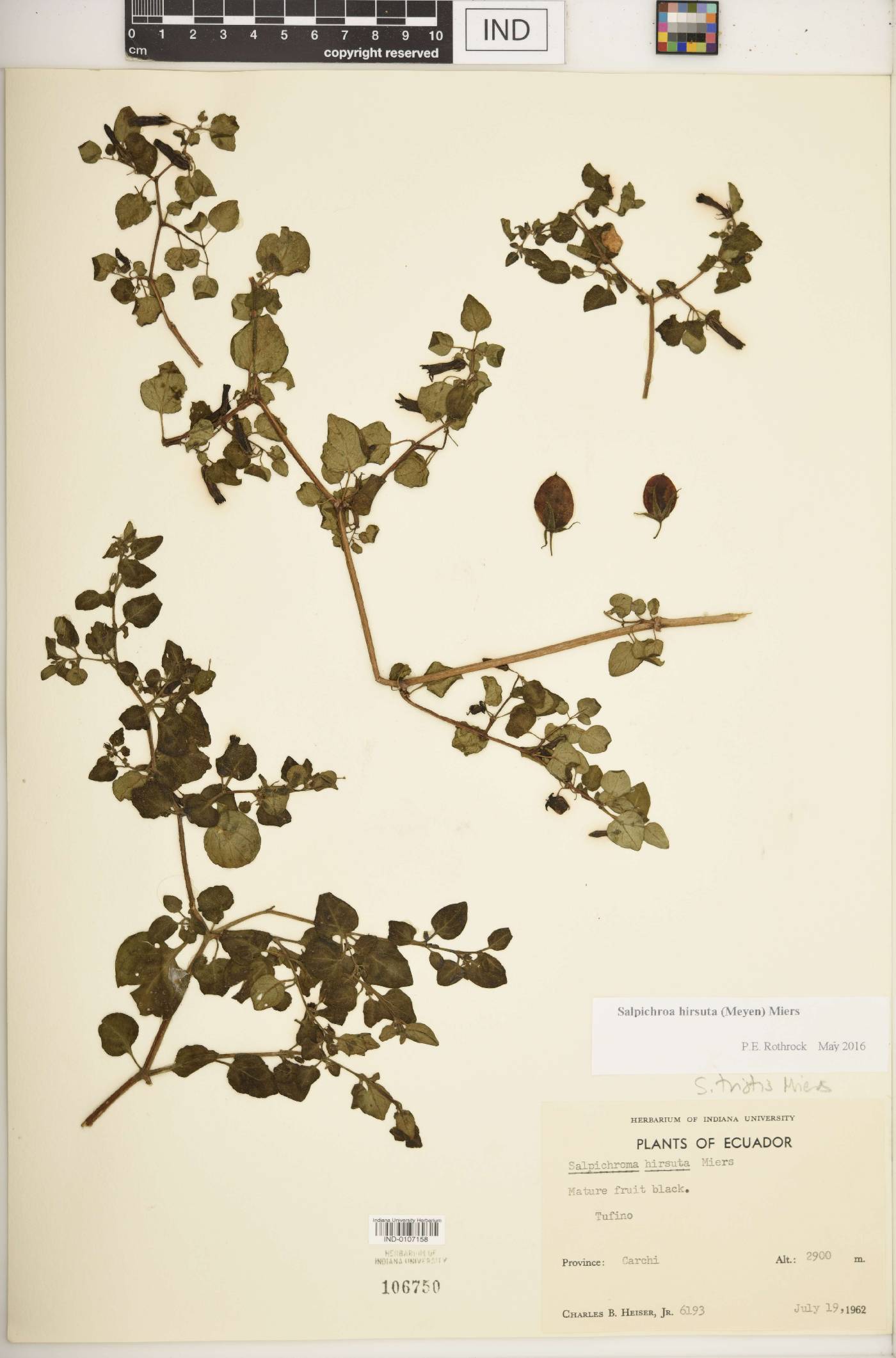 Salpichroa hirsuta image